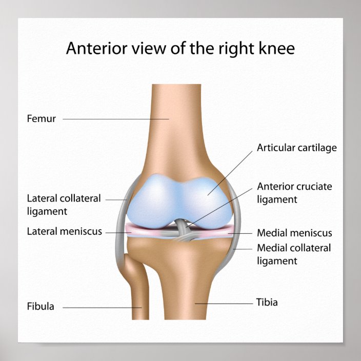 Human knee joint anatomy Poster | Zazzle.com