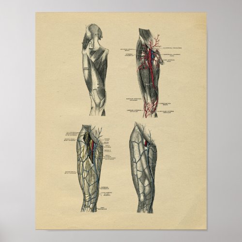 Human Leg Anatomy 1902 Vintage Print