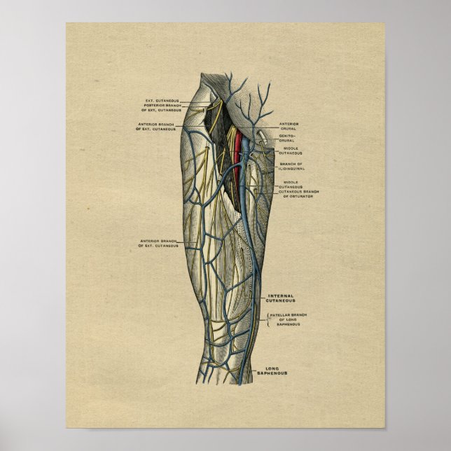 Human Leg Anatomy 1902 Vintage Print (Front)