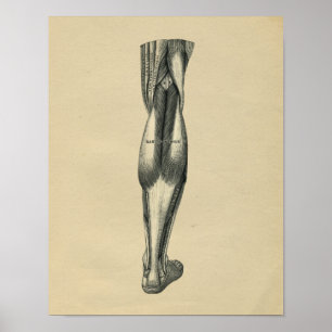 Human Leg Anatomy 1902 Vintage Print