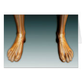Human Legs And Feet With Nervous System (Front Horizontal)