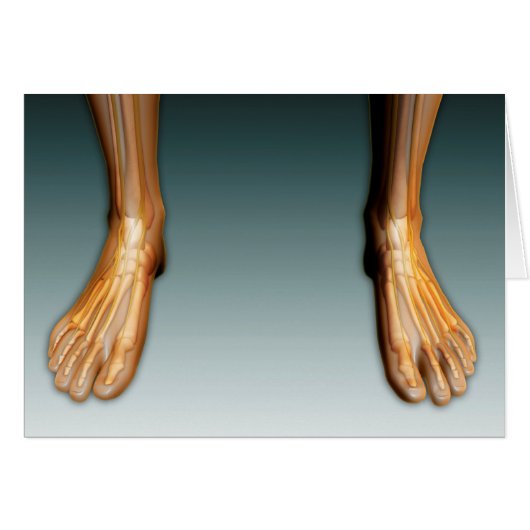 Human Legs And Feet With Nervous System Cards (Front Horizontal)