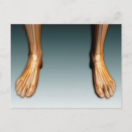 Human Legs And Feet With Nervous System Postcard
