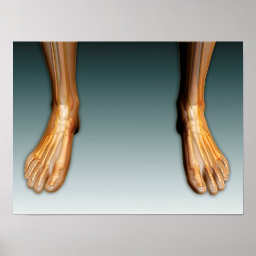 Human Legs And Feet With Nervous System Poster