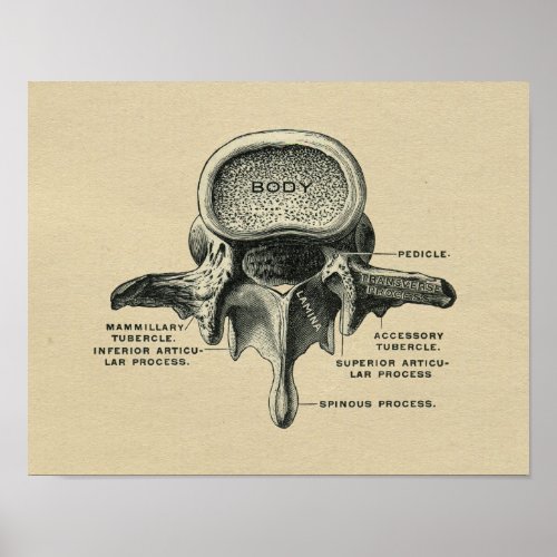 Human Lumbar Vertebrae Anatomy 1902 Vintage Print