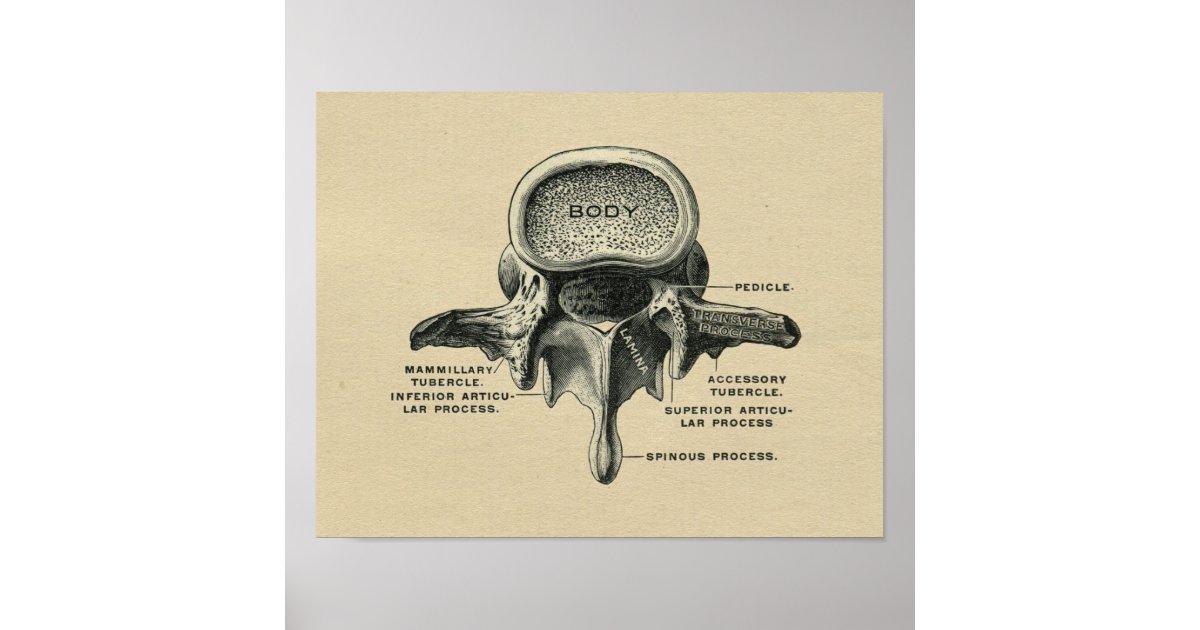 Human Lumbar Vertebrae Anatomy 1902 Vintage Print | Zazzle