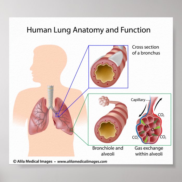 Human lung anatomy and function, labeled diagram. posters