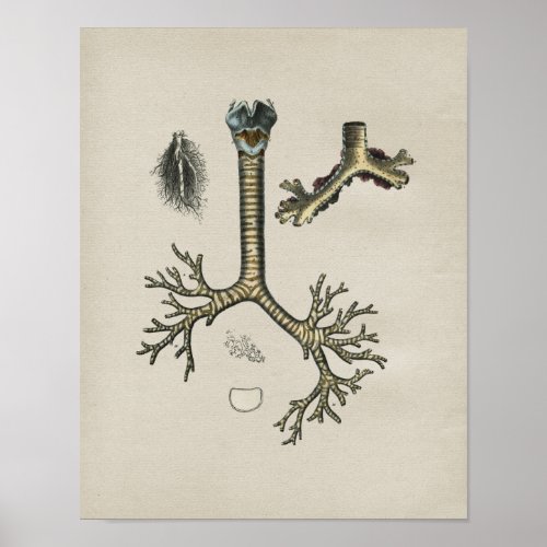 Human Lung Trachea Anatomy Vintage Print