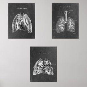 Human Lungs Anatomy Posters Wall Art Sets