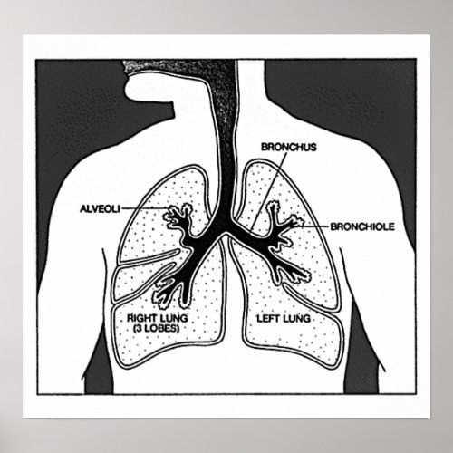 Human Lungs Medical Diagram Poster