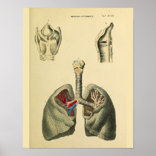 Human Lungs Trachea Anatomy Art Print