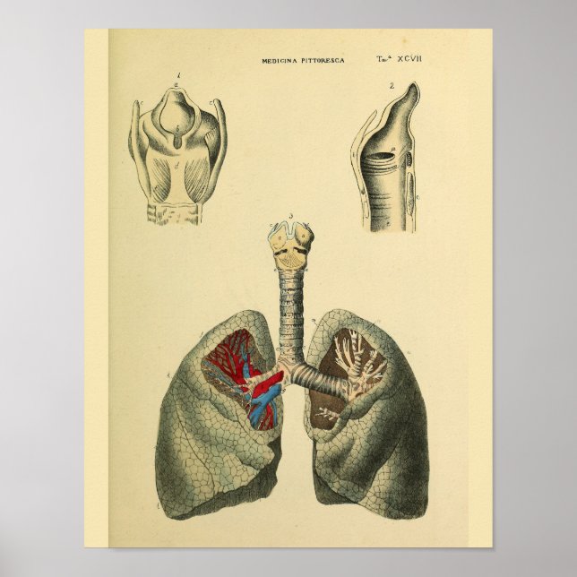 Human Lungs Trachea Anatomy Art Print (Front)