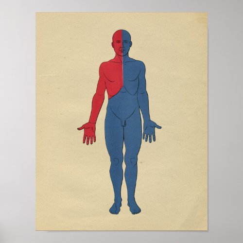 Human Lymphatic System Anatomy 1902 Vintage Print
