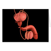 Human Male Reproductive System 1 (Front Horizontal)