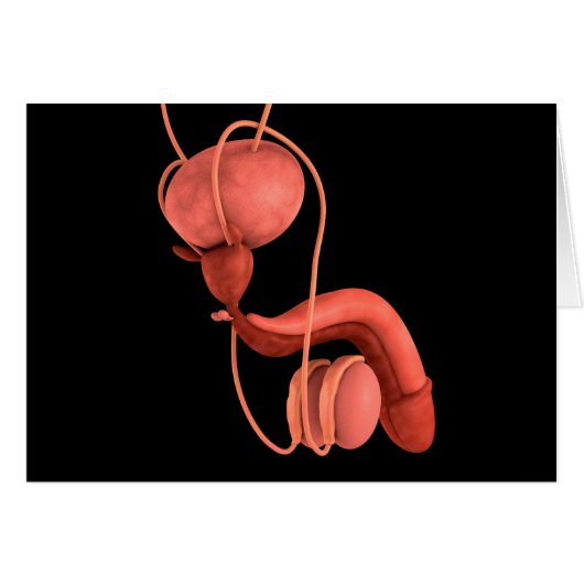 Human Male Reproductive System 1 (Front Horizontal)