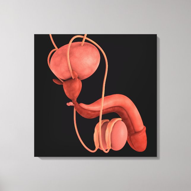 Human Male Reproductive System 1 Canvas Print (Front)