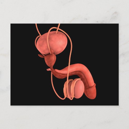 Human Male Reproductive System 1 Postcard