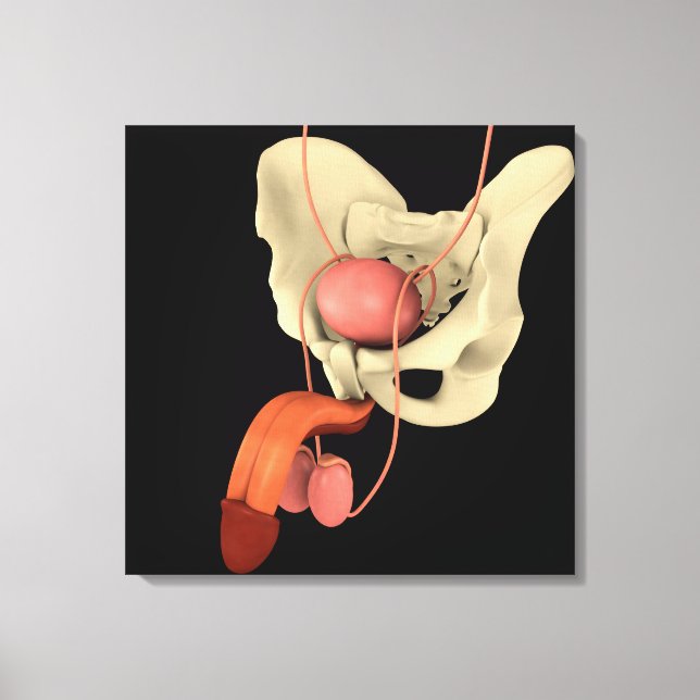 Human Male Reproductive System 2 Canvas Print (Front)