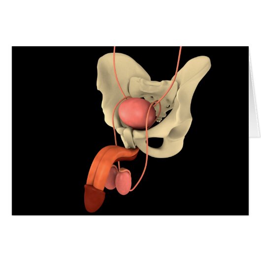 Human Male Reproductive System 2 Cards (Front Horizontal)