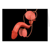 Human Male Reproductive System 3 (Front Horizontal)