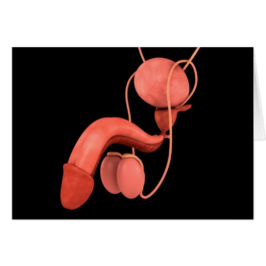 Human Male Reproductive System 3 Cards (Front Horizontal)