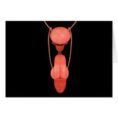 Human Male Reproductive System 5 (Front Horizontal)