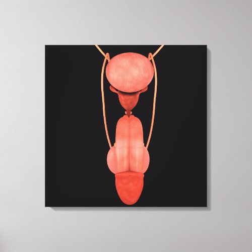Human Male Reproductive System 5 Canvas Print