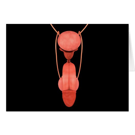 Human Male Reproductive System 5 Cards (Front Horizontal)