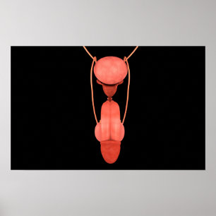 Human Male Reproductive System 5 Poster