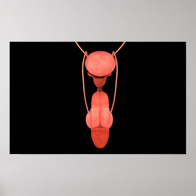 Human Male Reproductive System 5 Poster (Front)