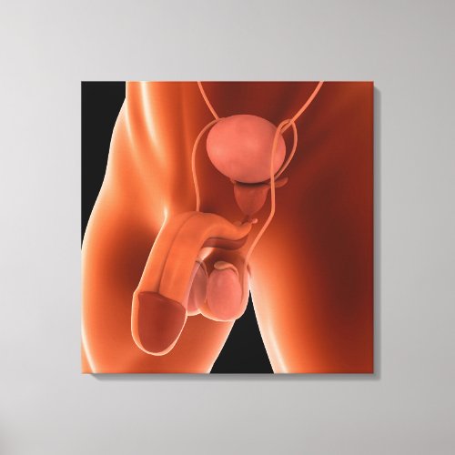 Human Male Reproductive System 6 Canvas Print