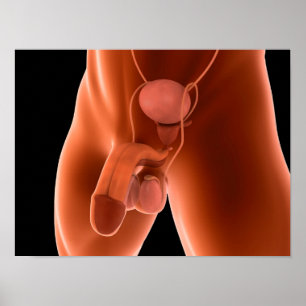 Human Male Reproductive System 6 Poster
