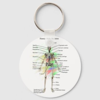 Human Male Skeleton Key Chain by ScienceSpot at Zazzle