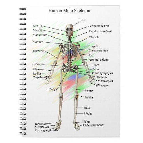 Human Male Skeleton notebook