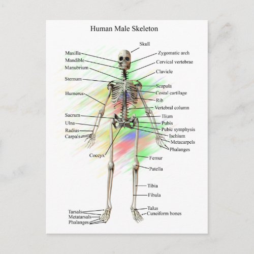 Human Male Skeleton Postcard