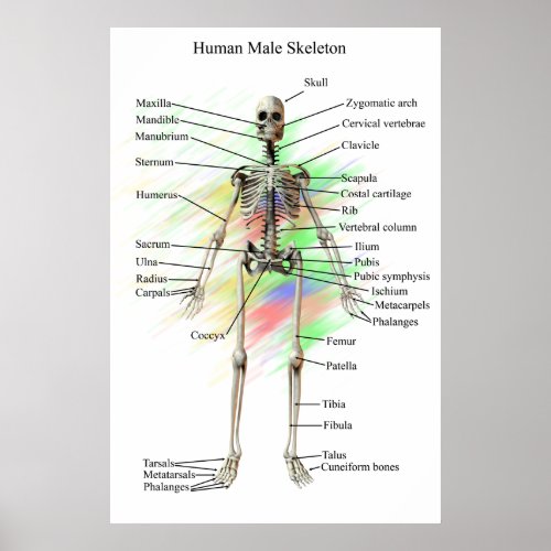 Human Male Skeleton poster