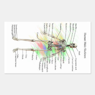 Human Male Skeleton stickers