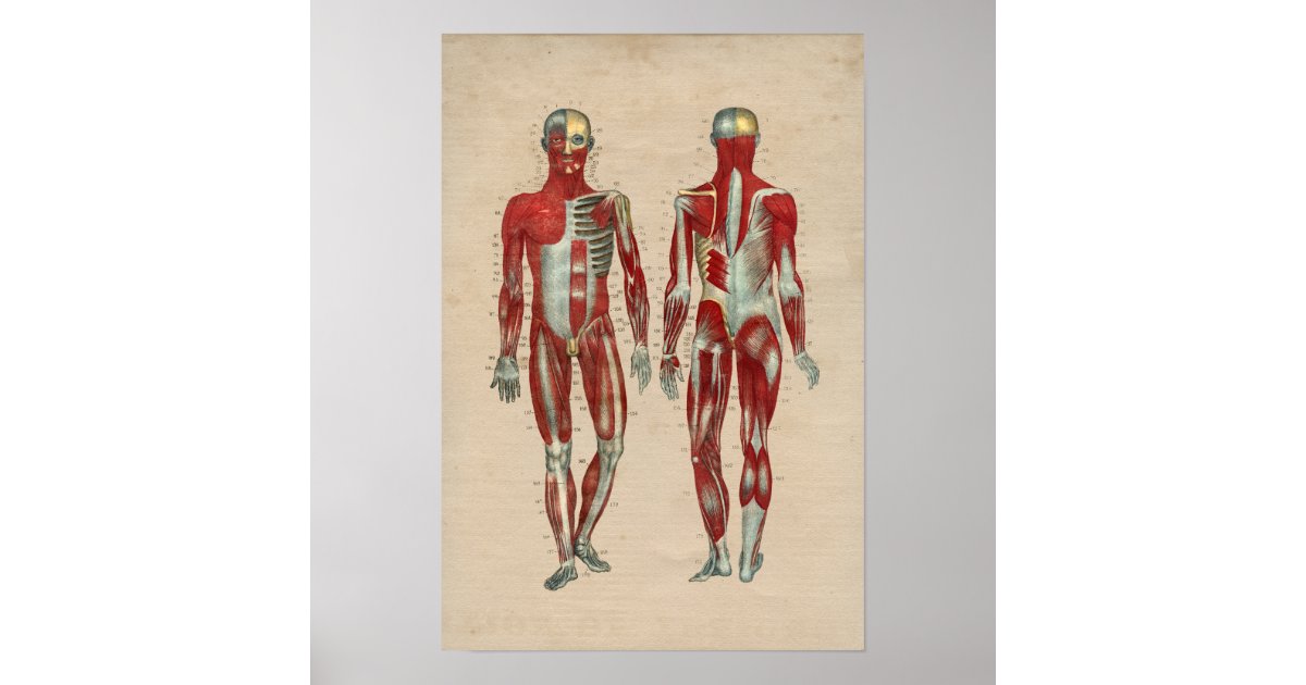 Human Muscle Anatomy 1841 Print | Zazzle