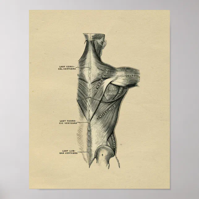 Human Muscle Anatomy 1902 Vintage Print | Zazzle