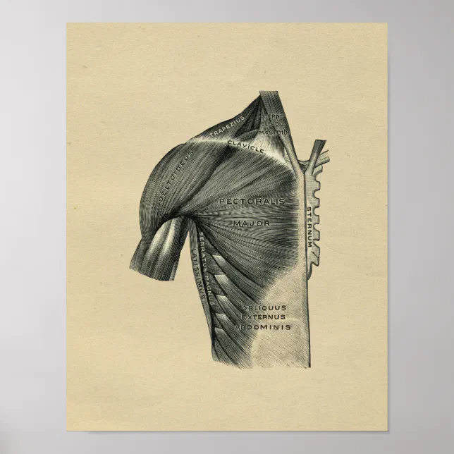 Human Muscle Anatomy 1902 Vintage Print | Zazzle