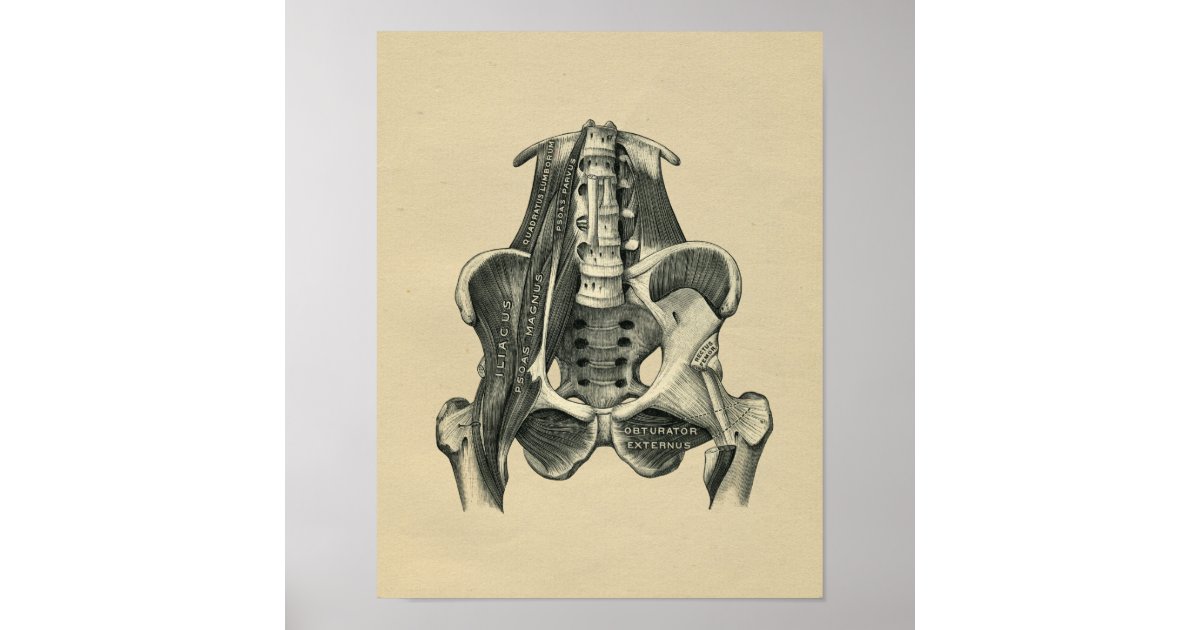 Human Muscle Anatomy 1902 Vintage Print | Zazzle