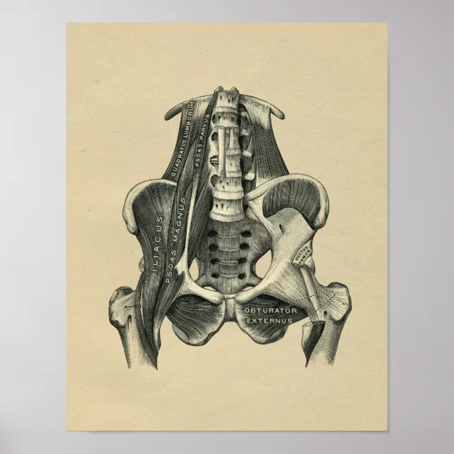 Human Muscle Anatomy 1902 Vintage Print | Zazzle