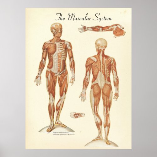Human Muscle Anatomy Chart