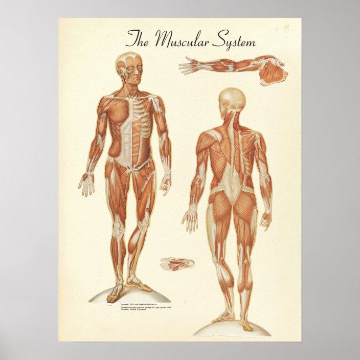 NEW POSTERIOR MUSCULAR SYSTEM CHART ANATOMICAL DIAGRAM ART PRINT PREMIUM POSTER