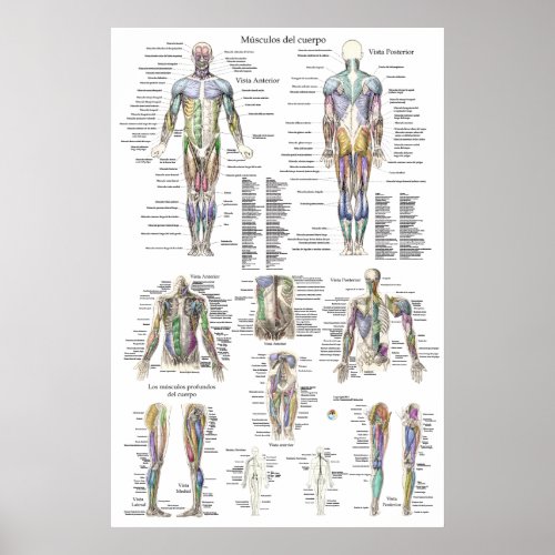 Human Muscle Anatomy Chart in Spanish