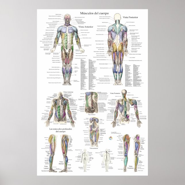 Human Muscle Anatomy Chart in Spanish (Front)