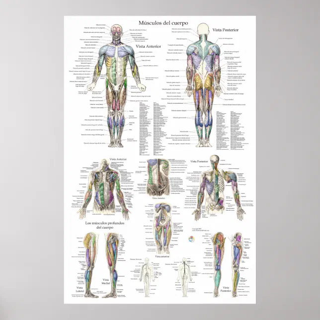 Human Muscle Anatomy Chart in Spanish | Zazzle