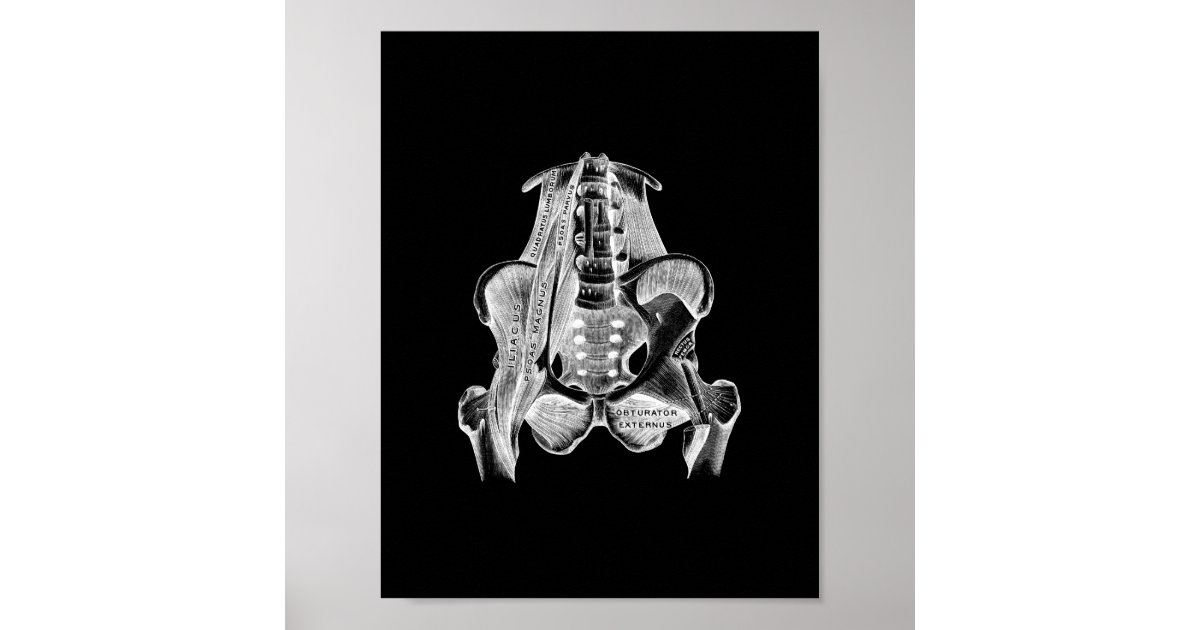 Human Muscle Anatomy in Black and White Print | Zazzle