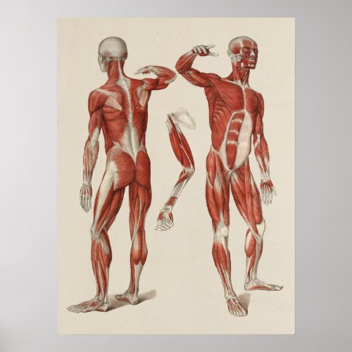 Human Muscle Anatomy Poster