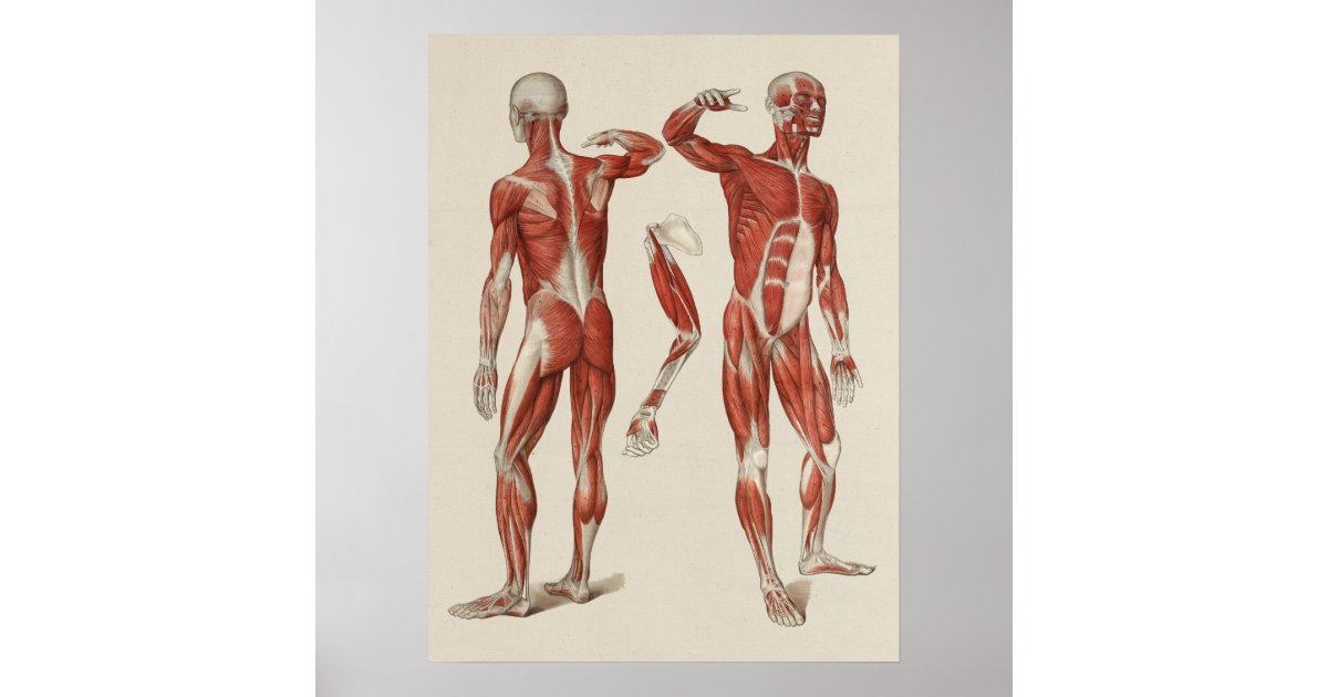 Human Muscle Anatomy Poster | Zazzle